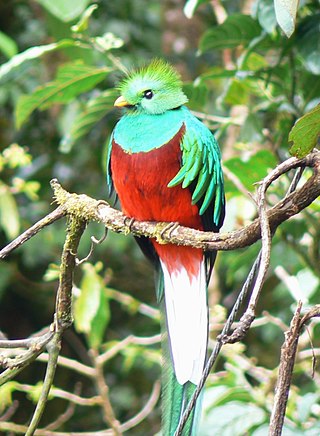 quetzal2
