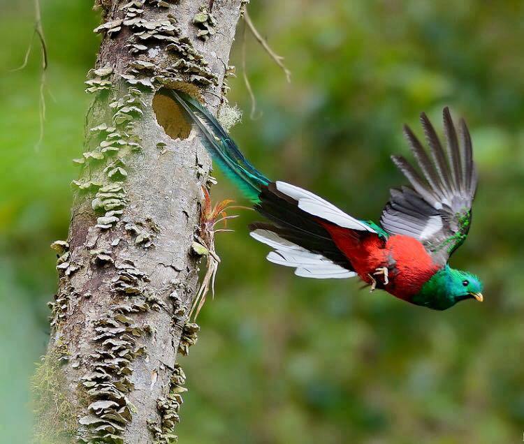 quetzal3